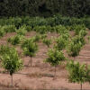 Kibbutz - Image 3